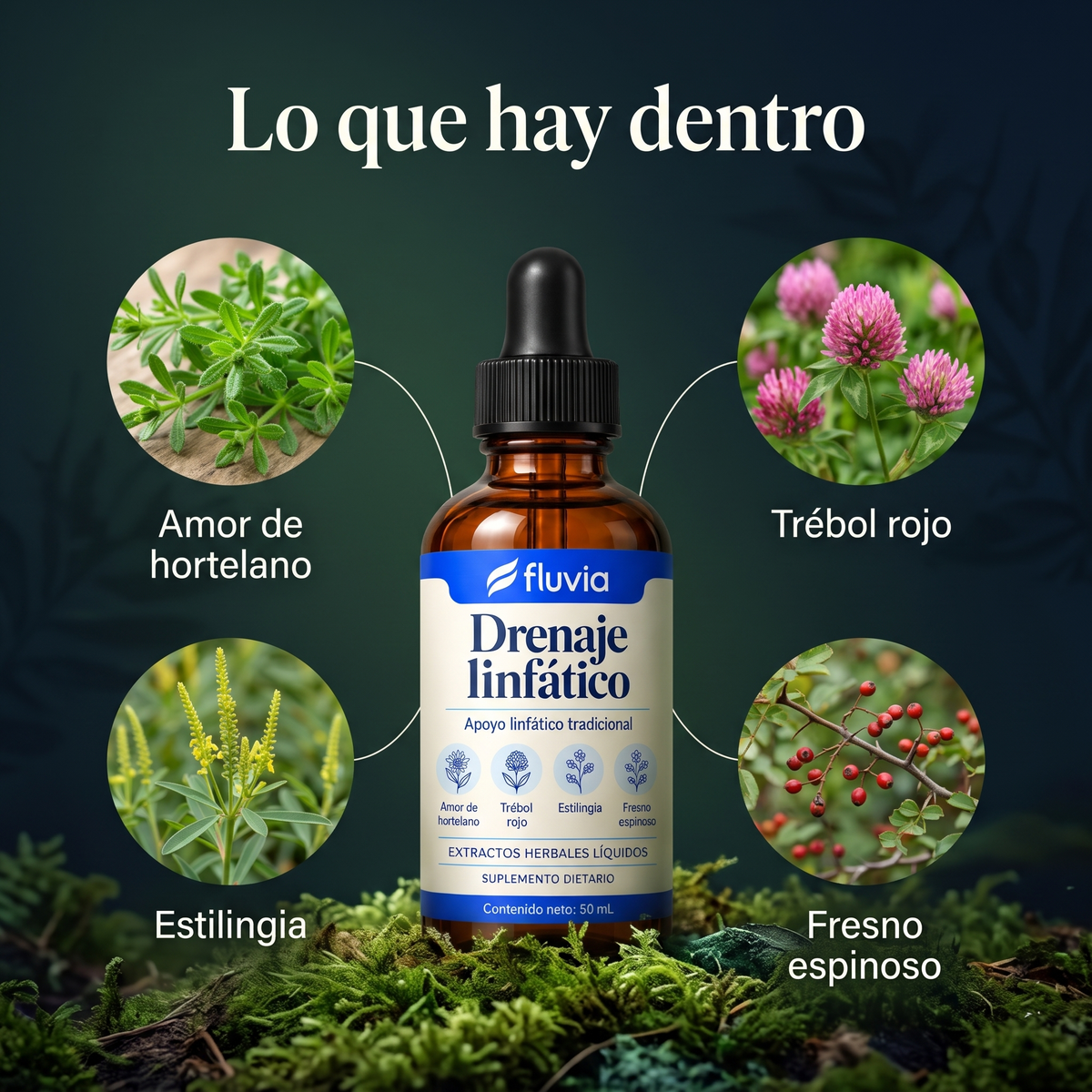 Lo que hay dentro: 4 plantas